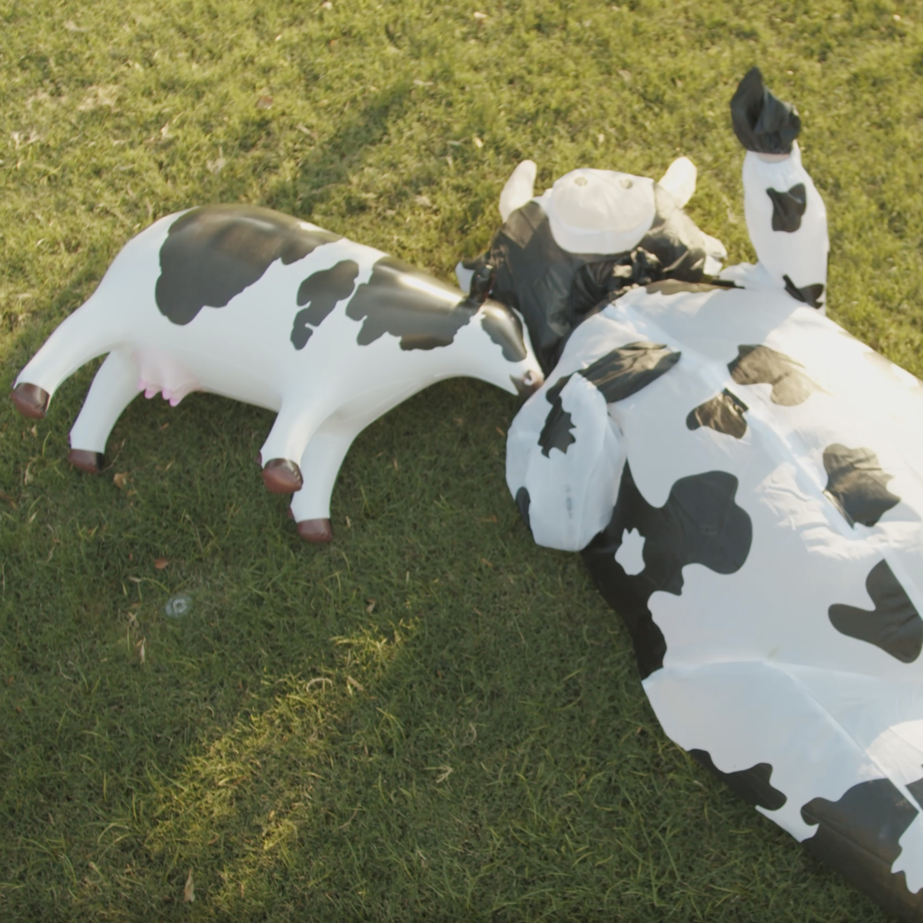 Two happy cows lying in a field